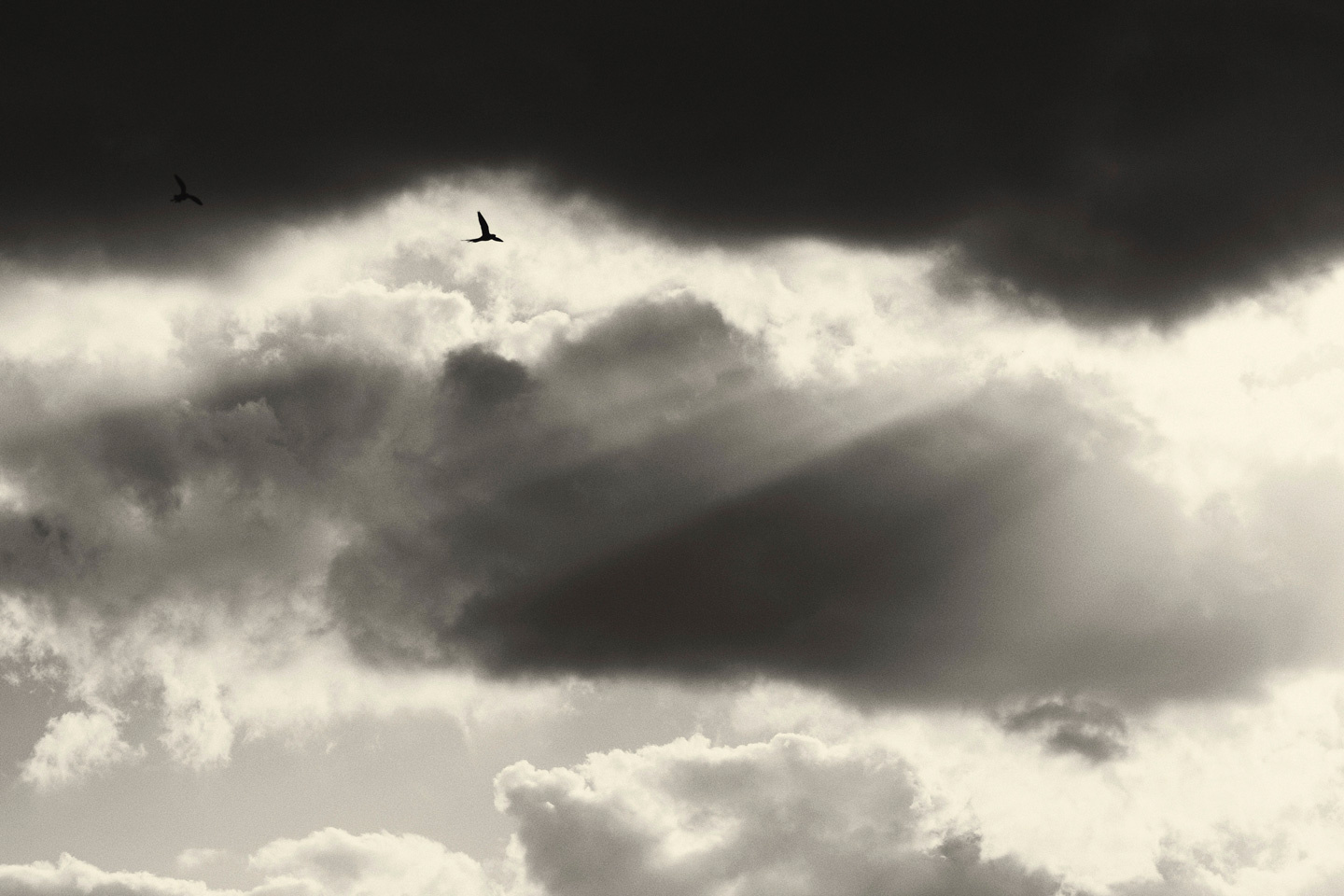 Sort-hvid Fotokunst af Natur og Dyr - Must-Have til Indretning