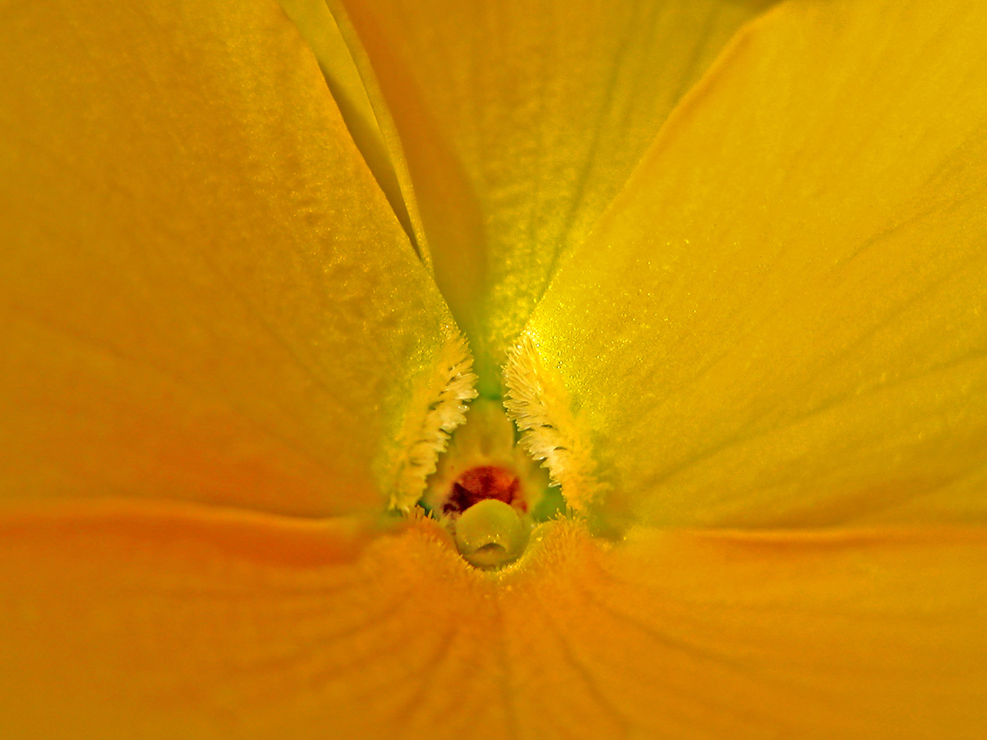 Viola af Pauline Snoeijs – Smuk Natur Fotokunst Tilbud