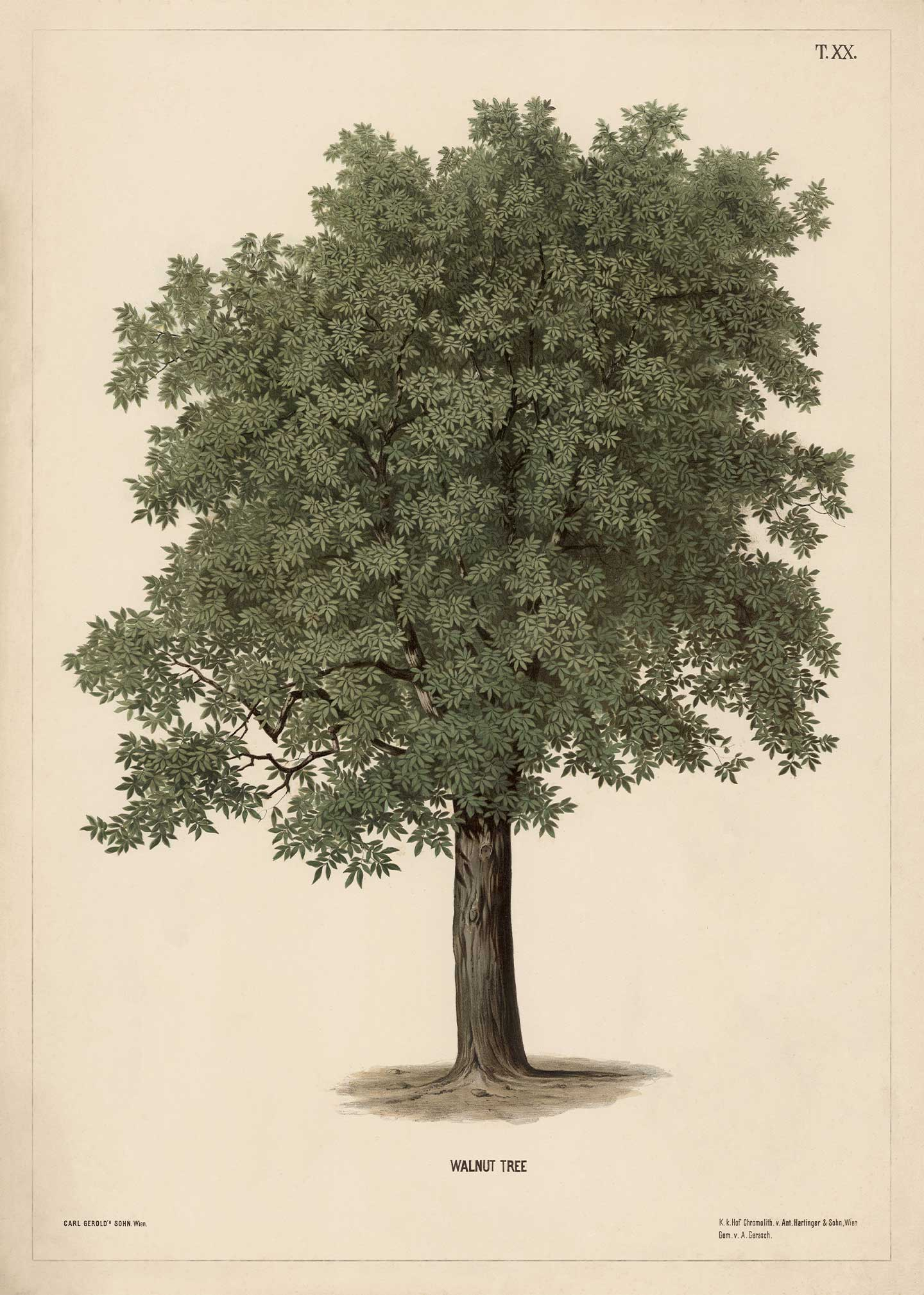Walnut Tree Vintage Vista Designs