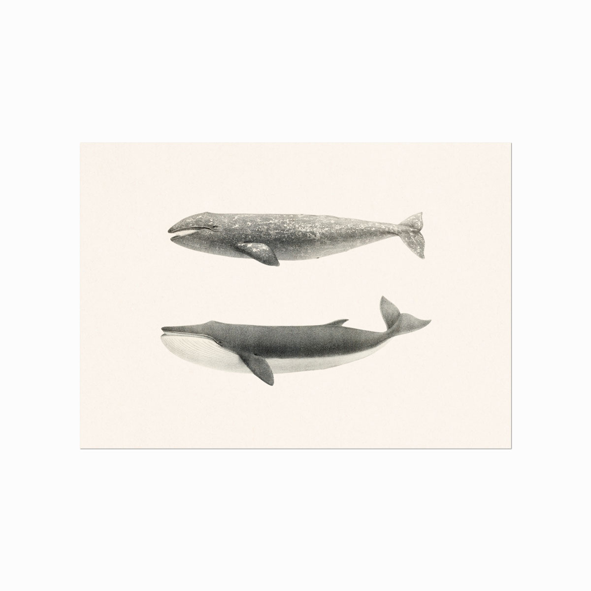 Whales   Coastal Nantucket