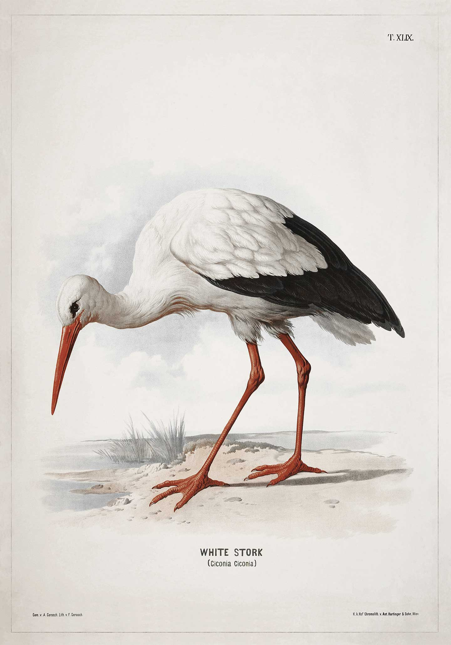 Vintage Plakat med Hvid Stork – Unik Indretning til Hjemmet