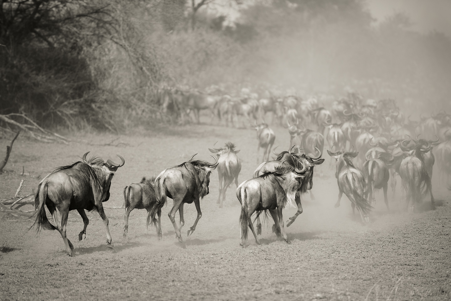 Wilderbeest i Serengeti – Smuk Plakatkunst af Julie Aucoin