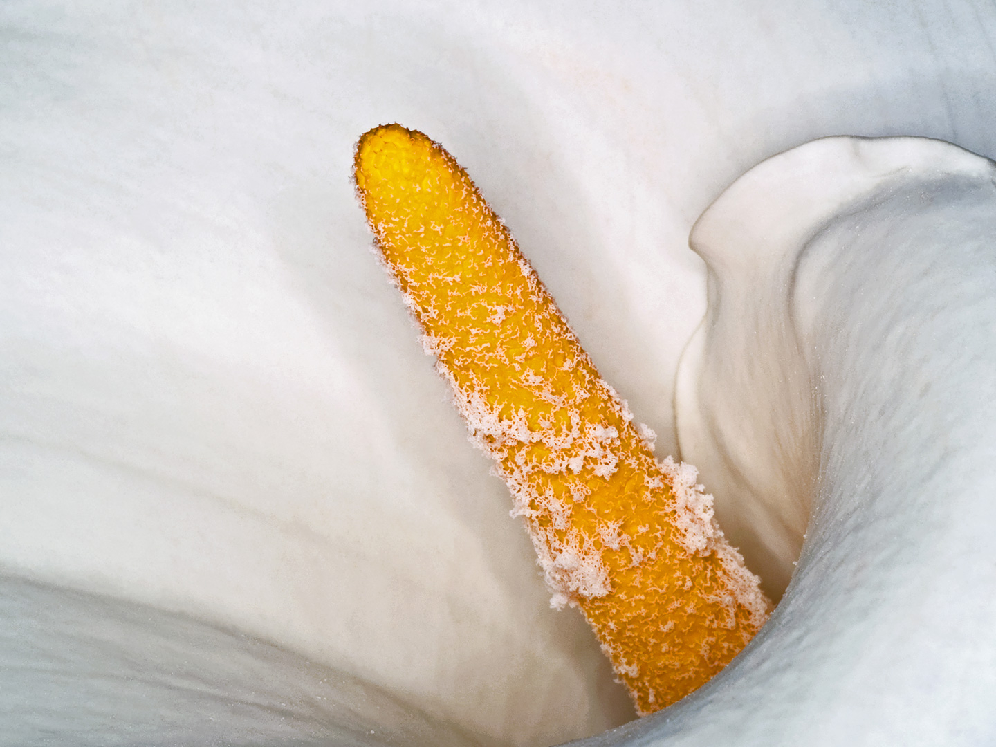 Zantedeschia Aethiopica Kunstplakat – Naturlig Skønhed til Hjemmet