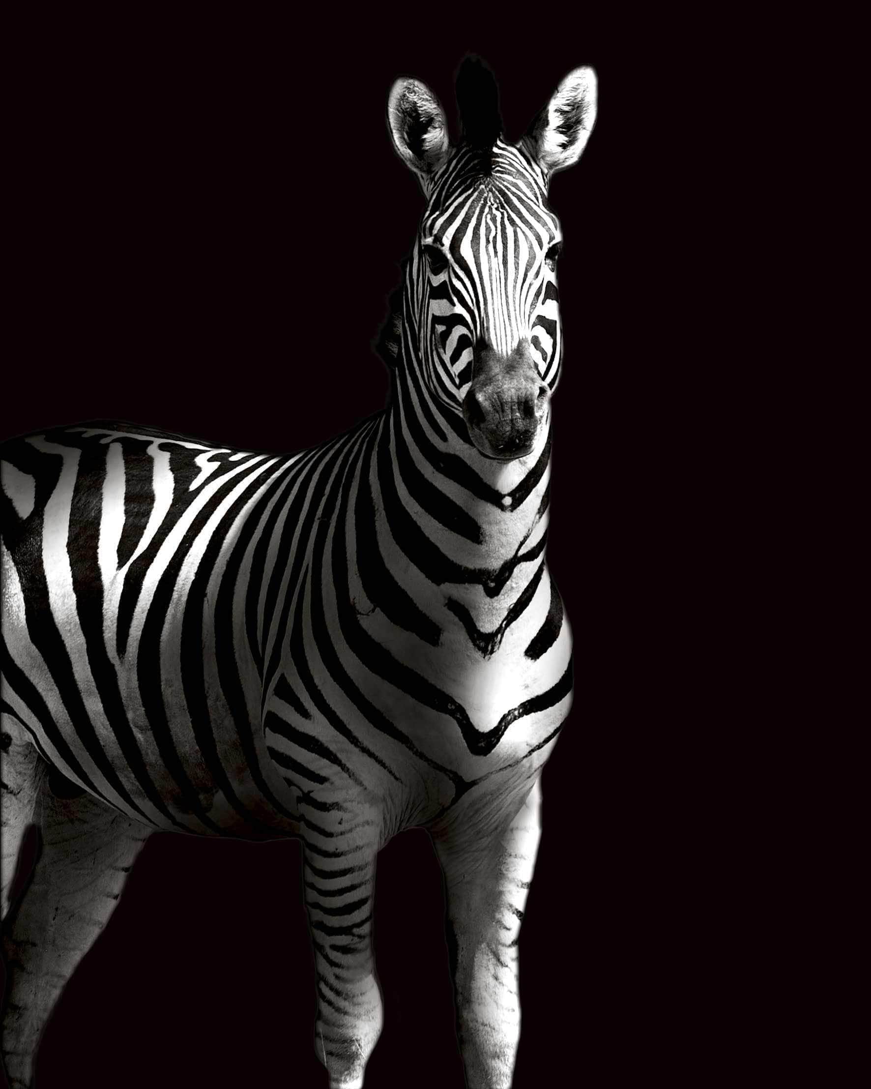 Zebra Plakat - Elegant Dyremotiv til Dit Hjem