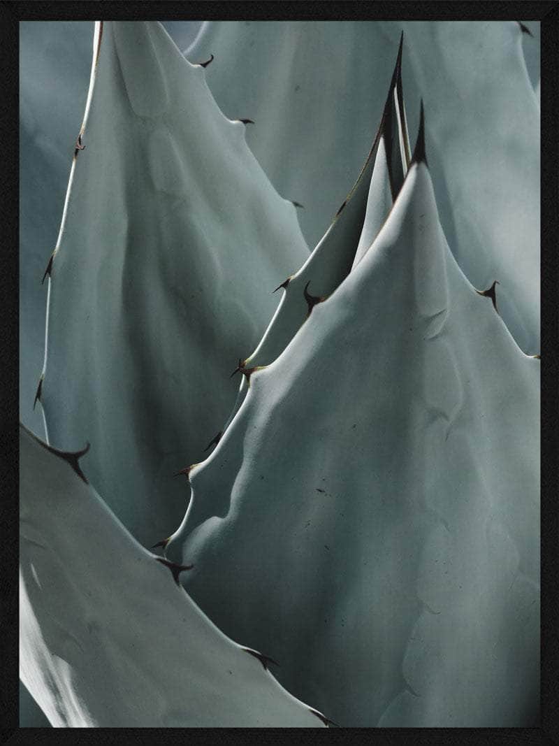 Agave Plakat – Botanisk skønhed til dit hjem!