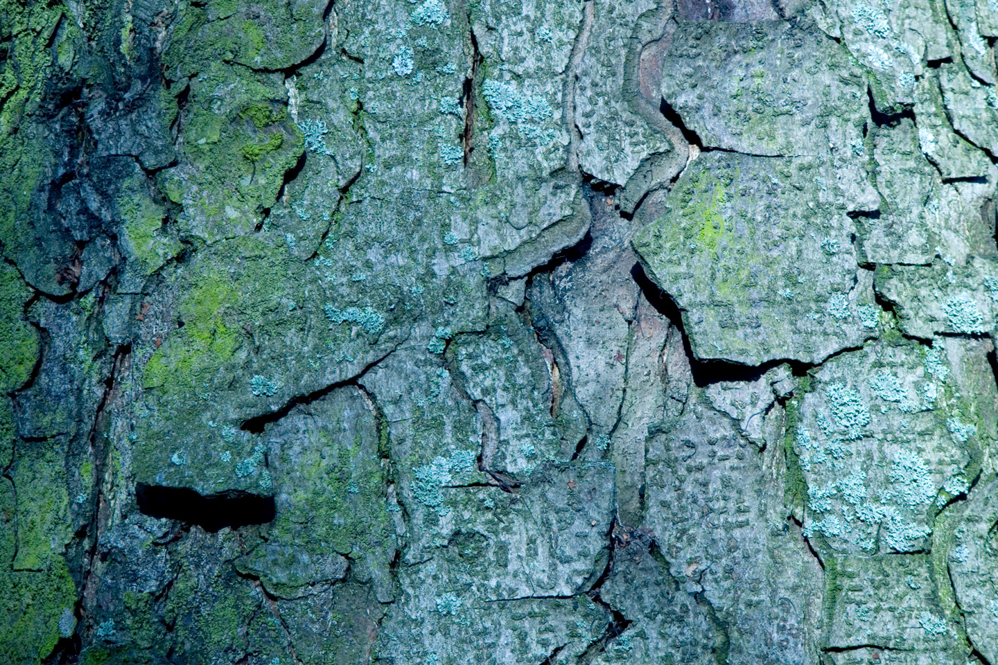 Kunstværk "Bark" af Kirsten Stigsgaard – Naturens Skønhed