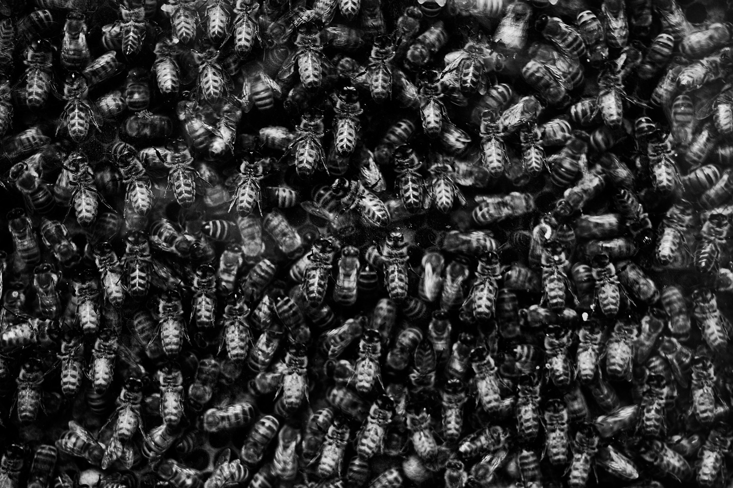 Bier - Fantastisk fotokunst af Gustavo Orensztajn!