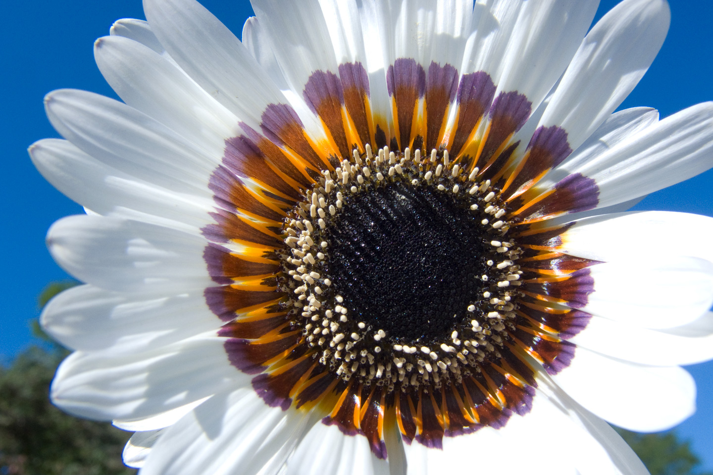 Blomstrende Hvid Fotokunst - Elegance til Dit Hjem