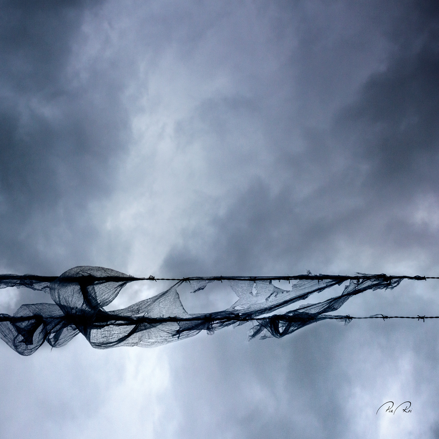 Unik fotokunst: Blowing In The Wind af Pia Roi til hjemmet