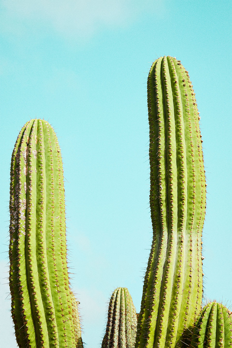 Cactusland – Unik Naturfotokunst til Væggen