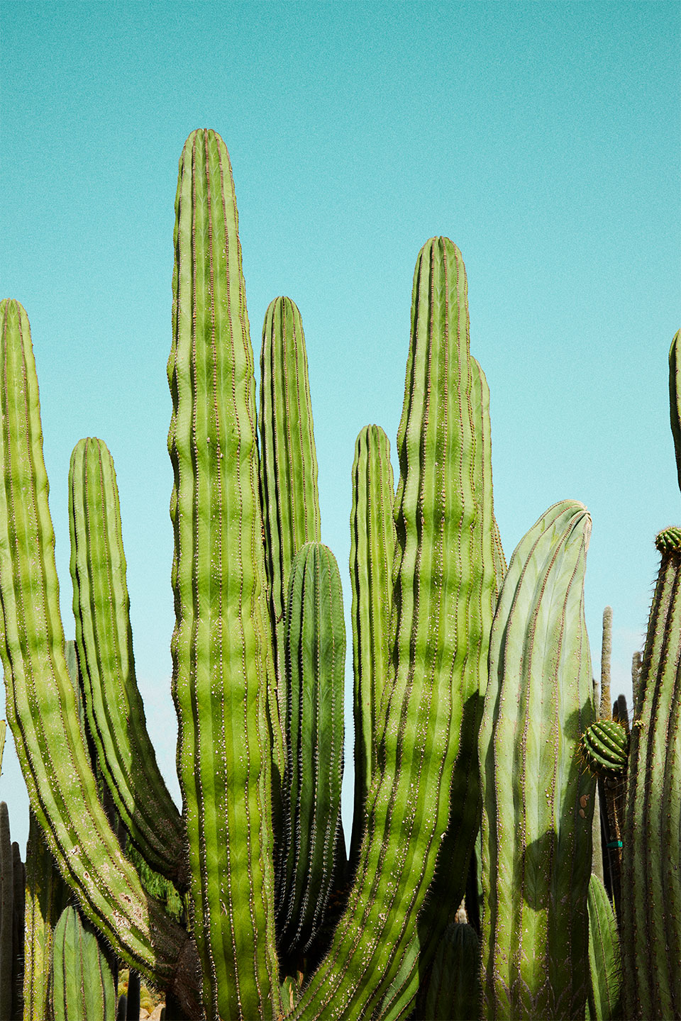 Cactusland Naturfotografi - Unik Kunst af Camilla Schmidt