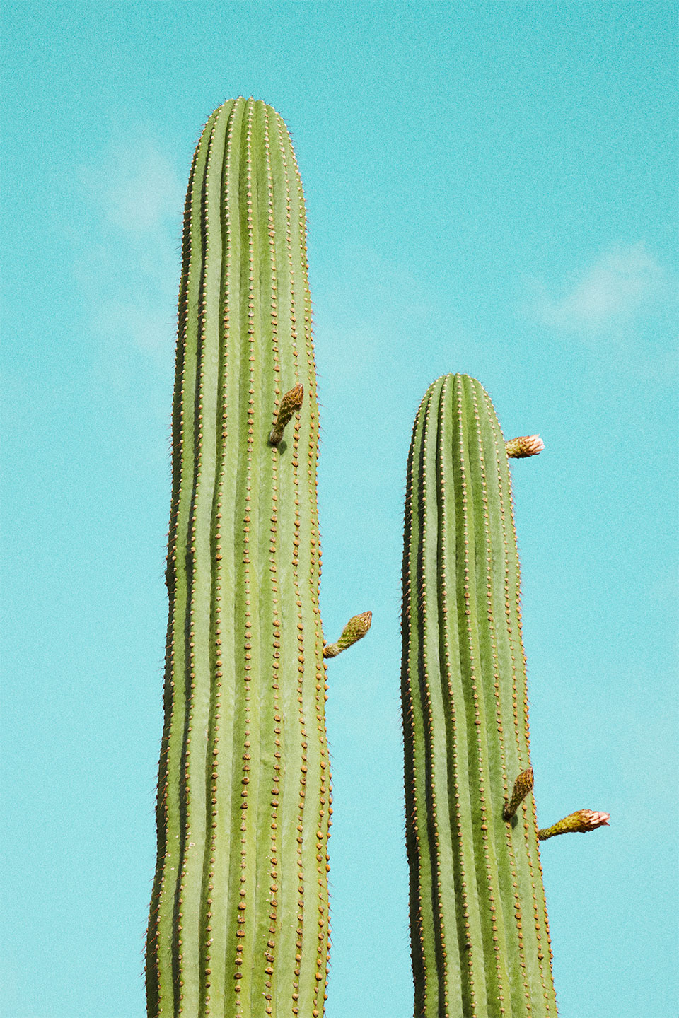 Cactusland No. 4 – Unikt Kunstværk til Dit Hjem