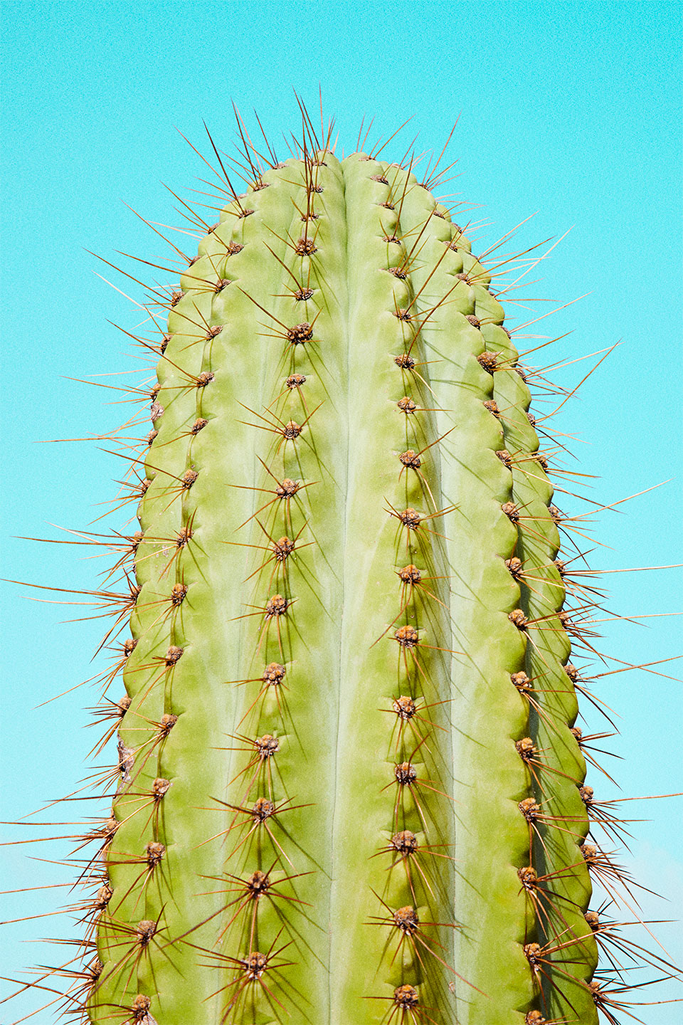 Cactusland – Unik Naturfotokunst af Camilla Schmidt