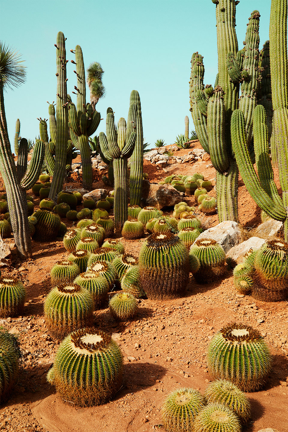 Cactusland – Naturfotokunst til dit hjem af Camilla Schmidt