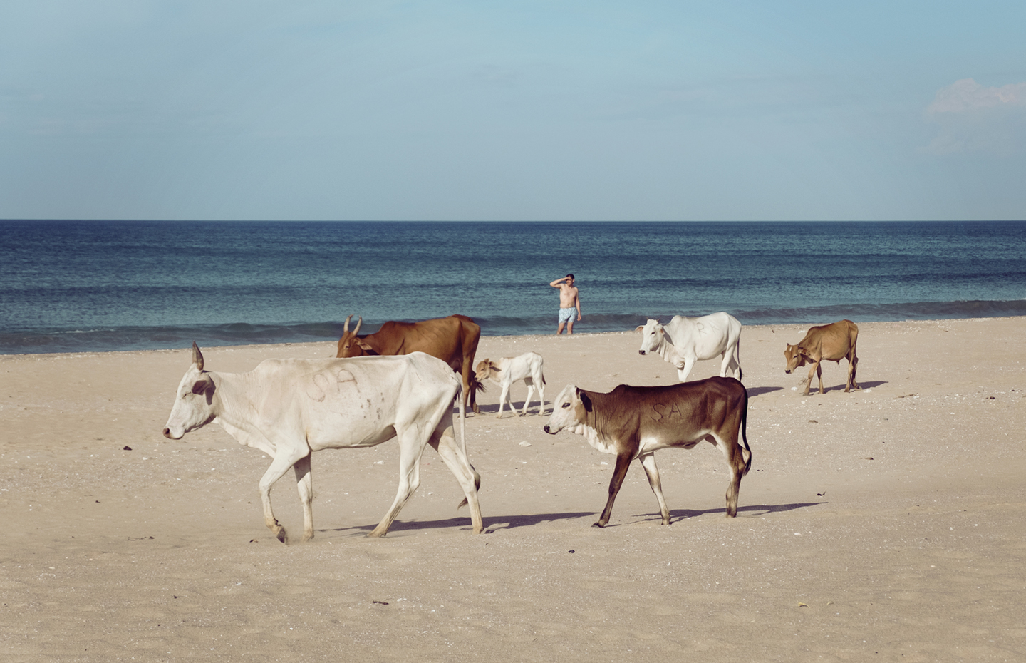 Cows   The Beach   Frames