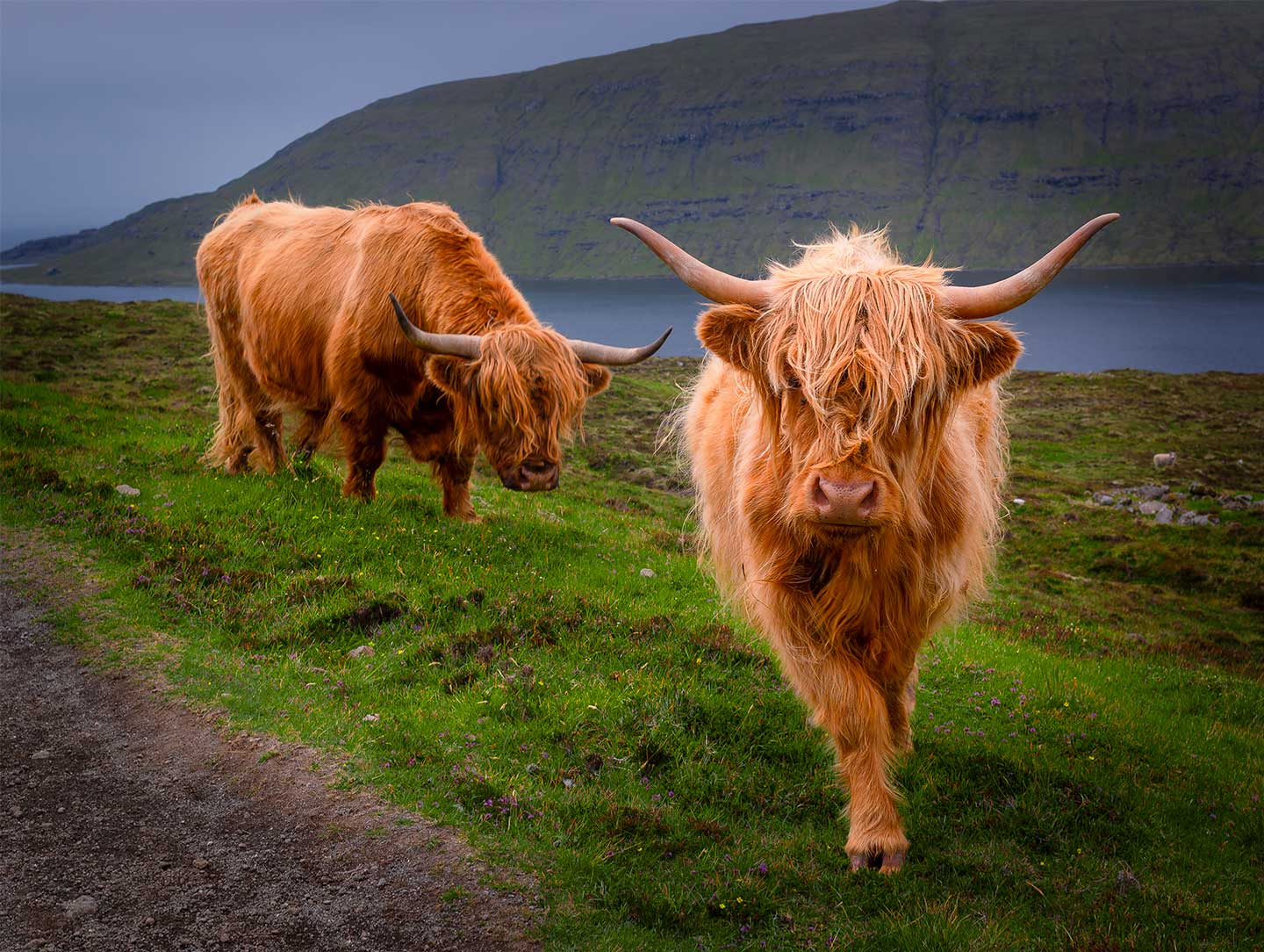 Curious Cows   Rasmus Gundorff Sæderup
