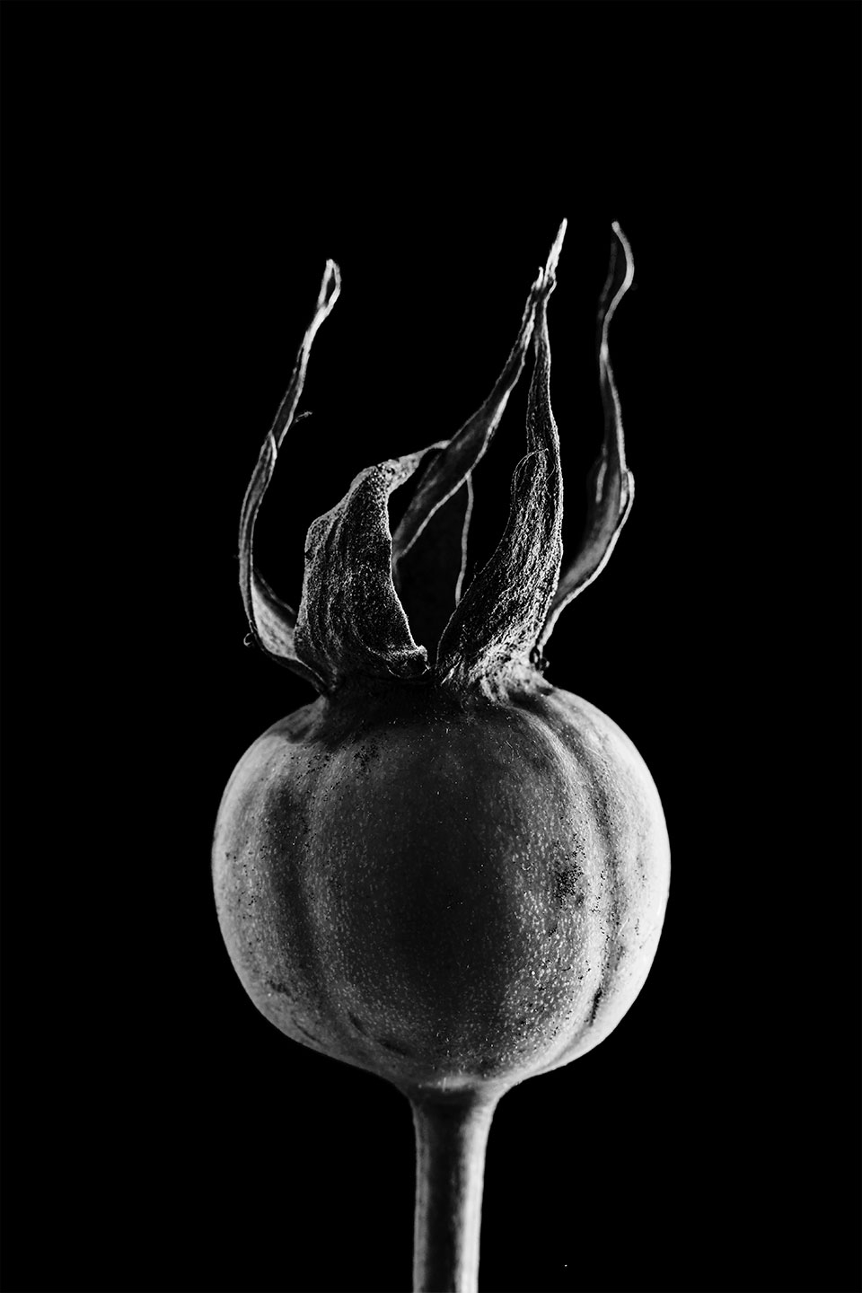 Hyben Fotokunst - Sort-hvid Naturbillede af Erik Cheng