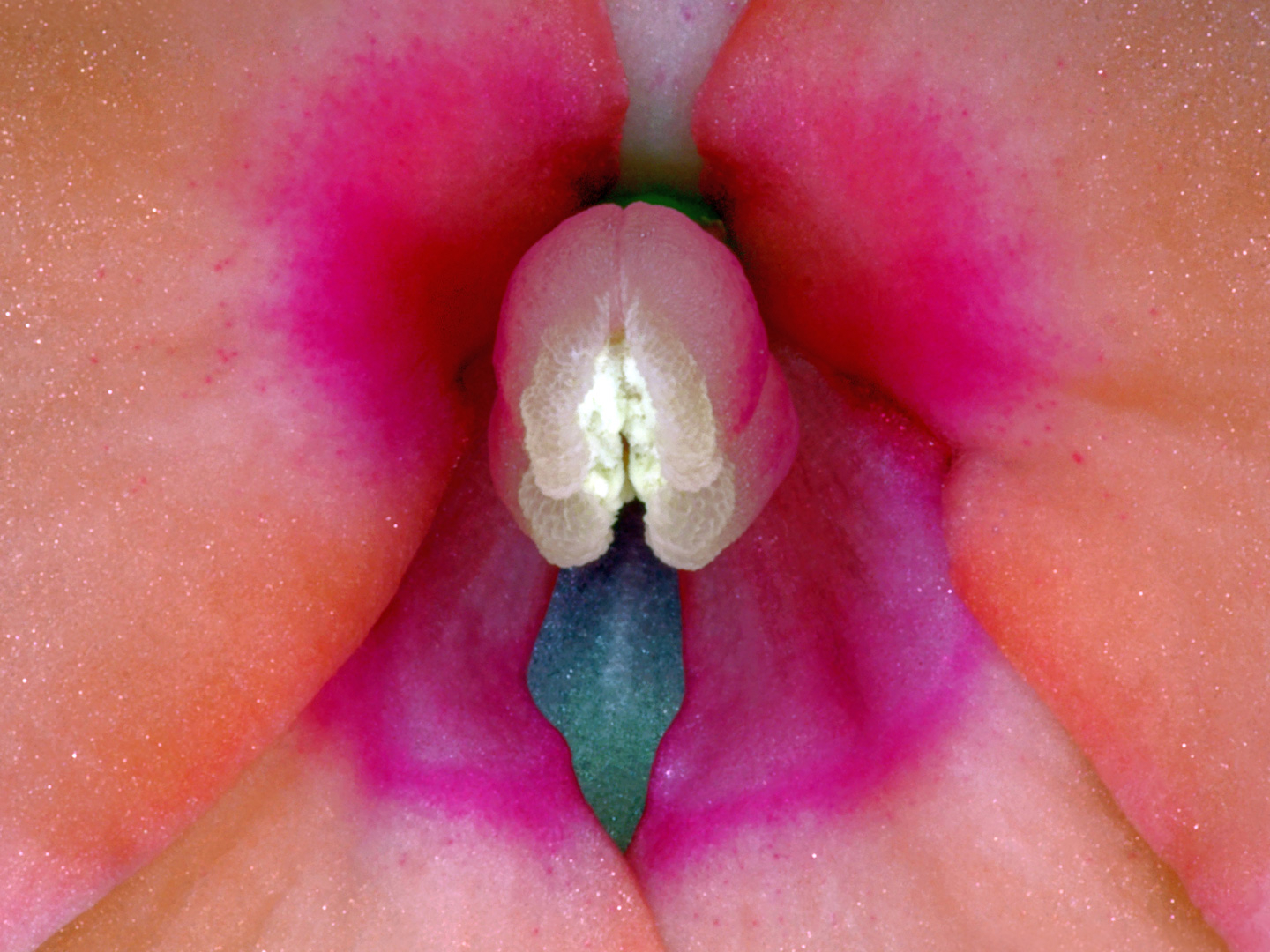 Imponerende fotokunstplakat af Impatiens Hawkeri