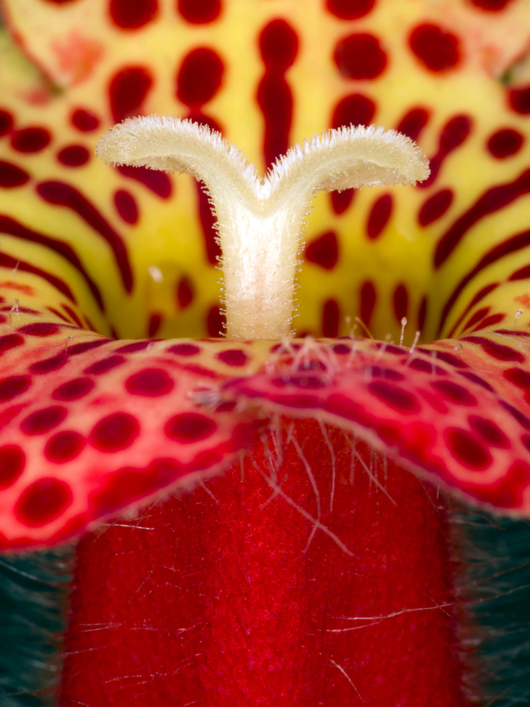 Kohleria Amabilis Fotokunst – Naturens Skønhed til Dit Hjem