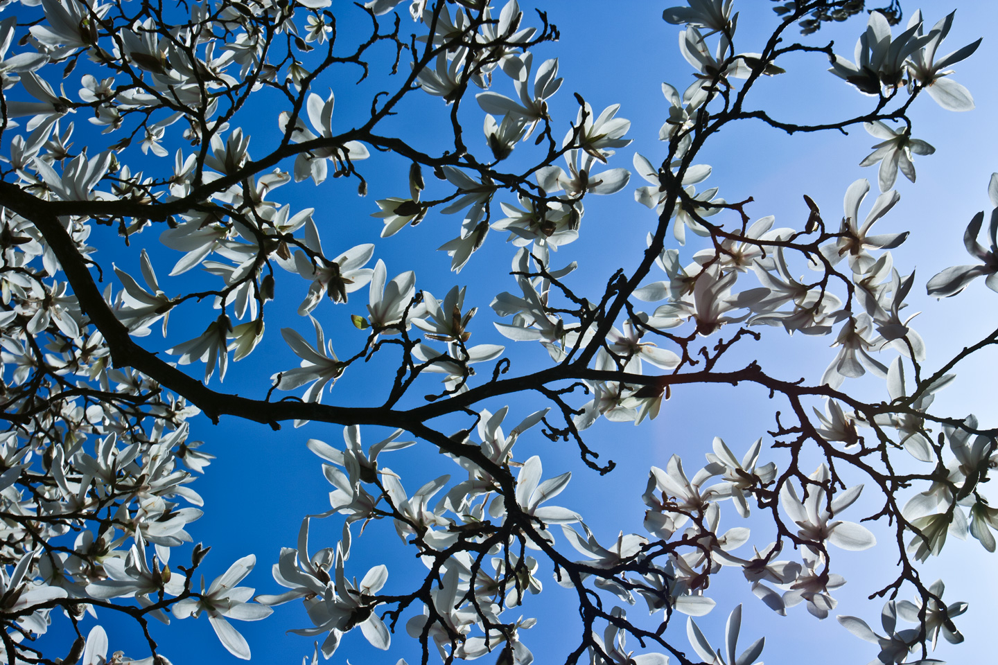 Magnolia Fotokunst af Kirsten Stigsgaard – Naturens Skønhed