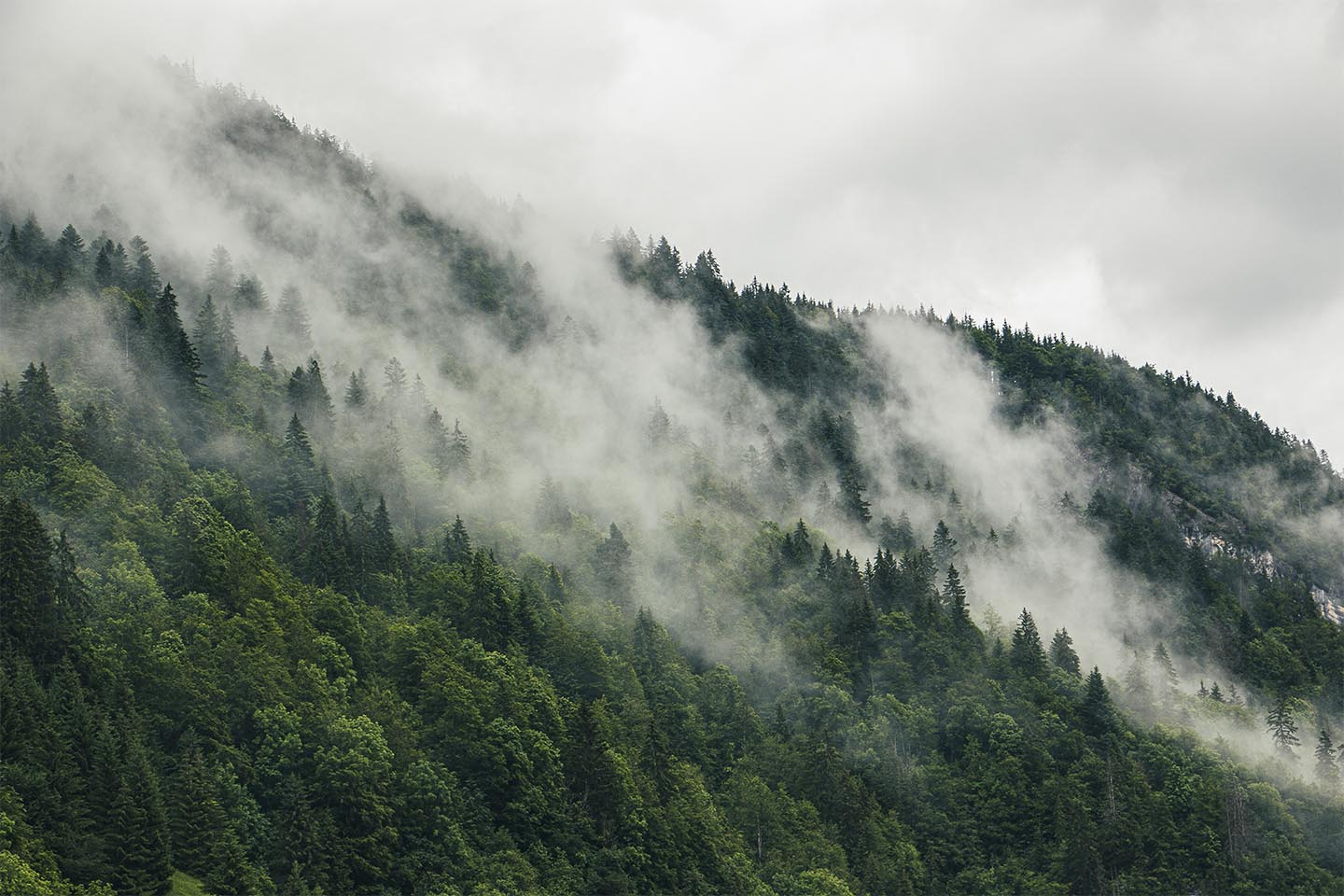 Mysterious Forest Fog     Rasmus Gundorff Sæderup
