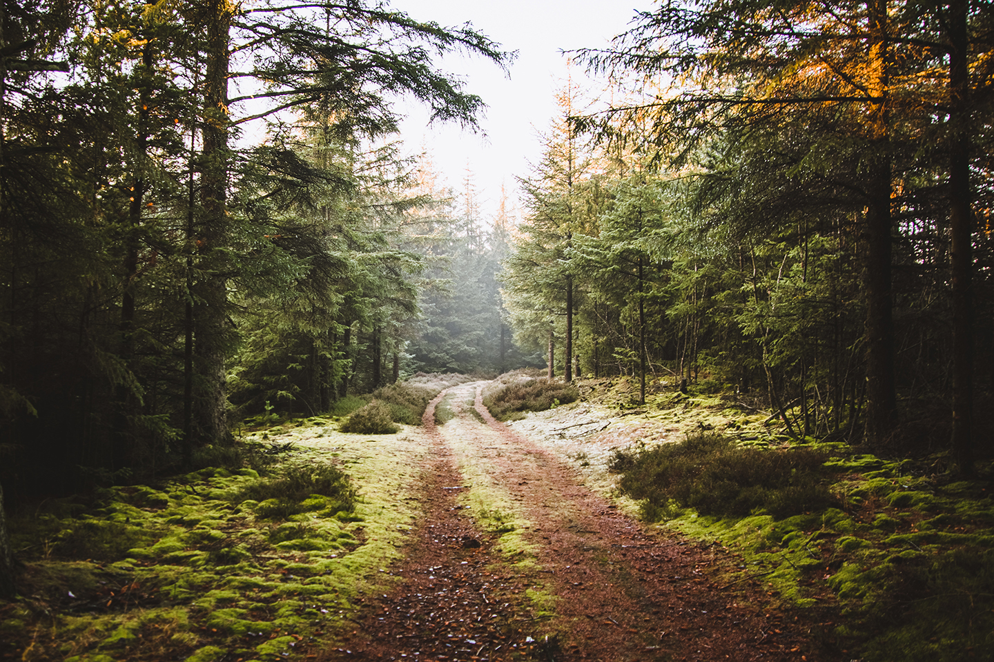 Nationalpark Thy Fotokunst – Naturbillede til Dit Rum