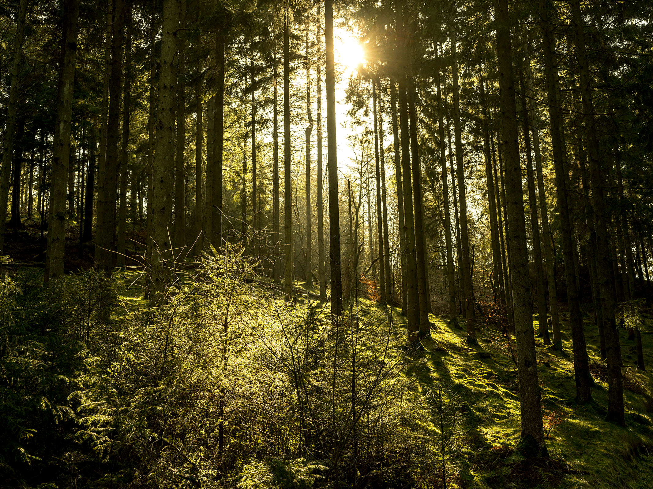 Naturfotokunst: Udforsk Skovens Skønhed af Preben Stentoft
