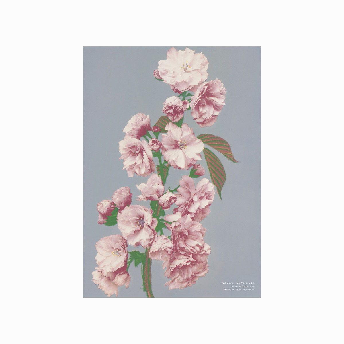 Elegant Kirsebærblomst Plakat – Japansk Skønhed til Dit Hjem