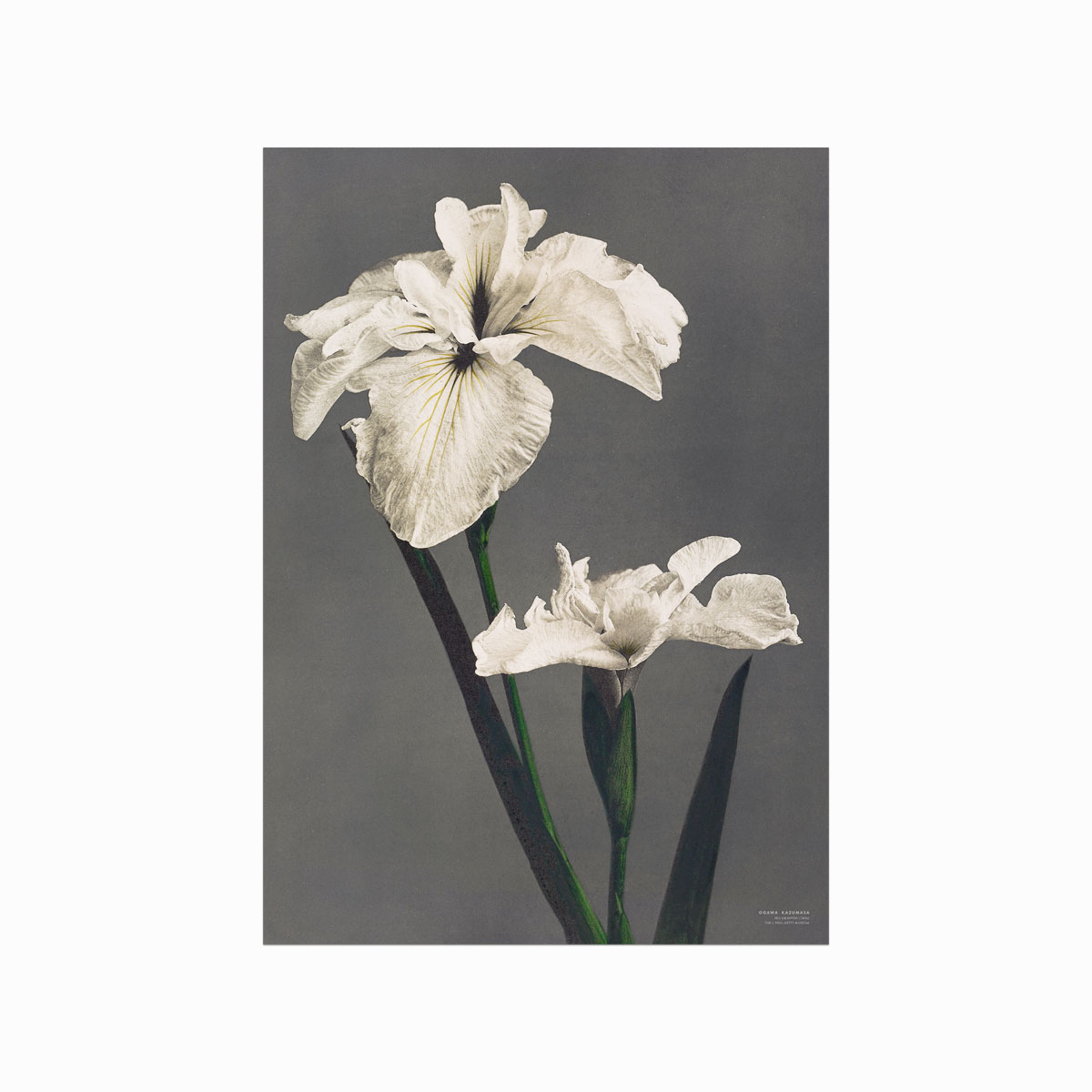 Elegant Japansk Plakat med Iris – Naturens Skønhed