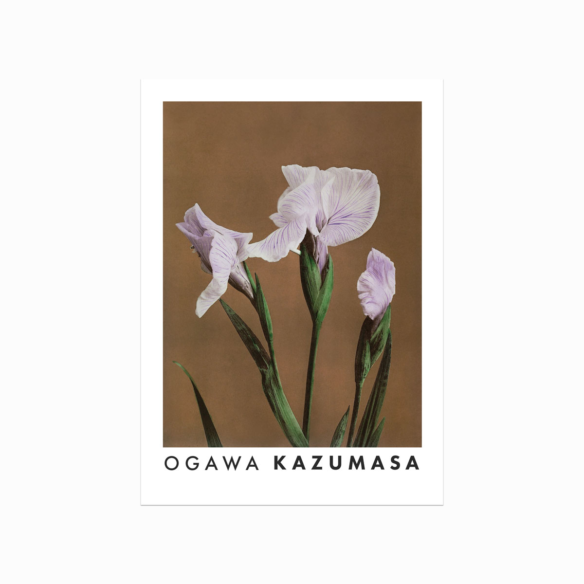 Ogawa Kazumasa Iris Plakat – Japansk Skønhed til Dit Hjem
