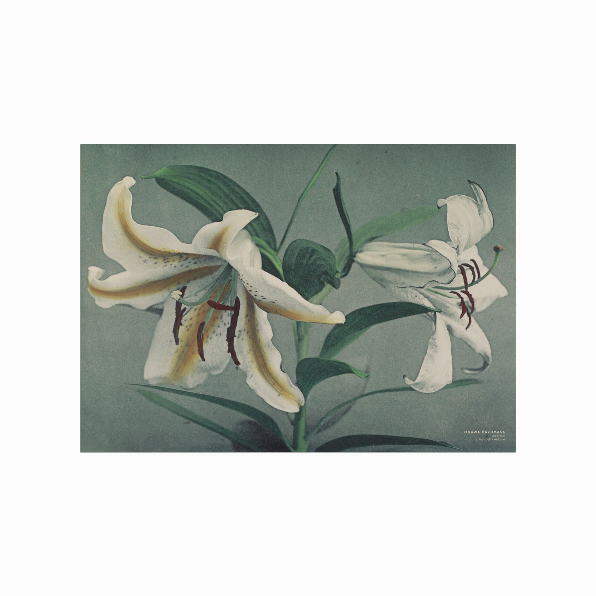 Ogawa Kazumasa Lily Plakat – Japansk Kunst til Hjemmet