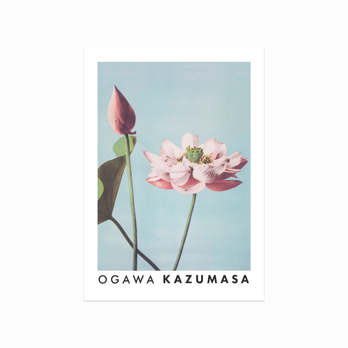Elegant Lotusblomst Plakat til Stilfuld Indretning