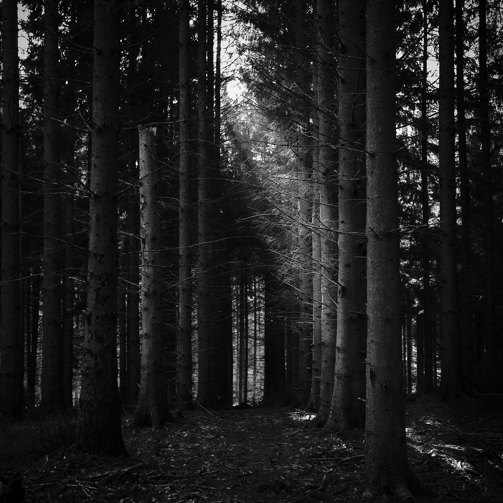 Sort-hvid Fotokunst "Path" af Jakob Evers – Naturens Skønhed