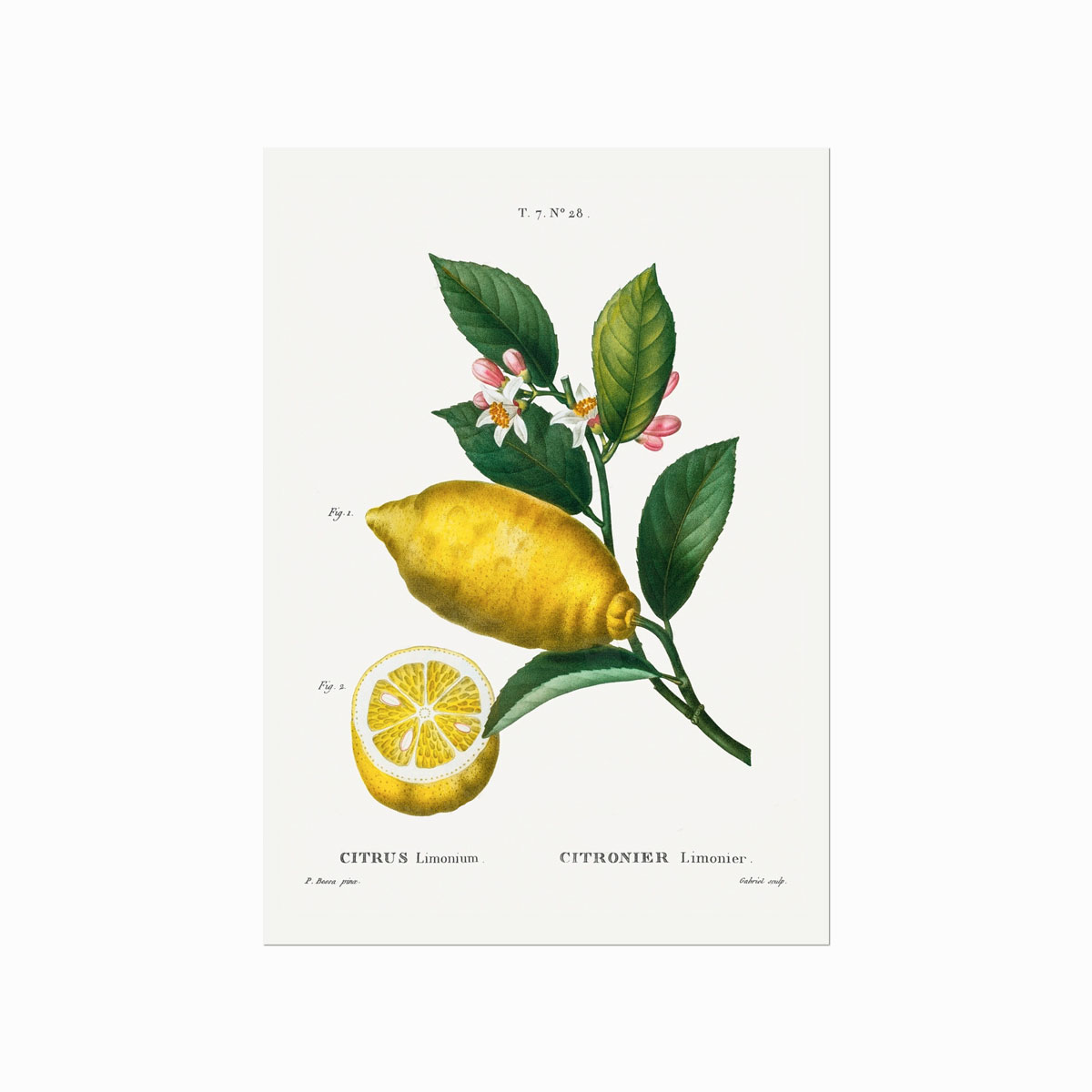 Pierre Joseph Redouté  Citrus    28