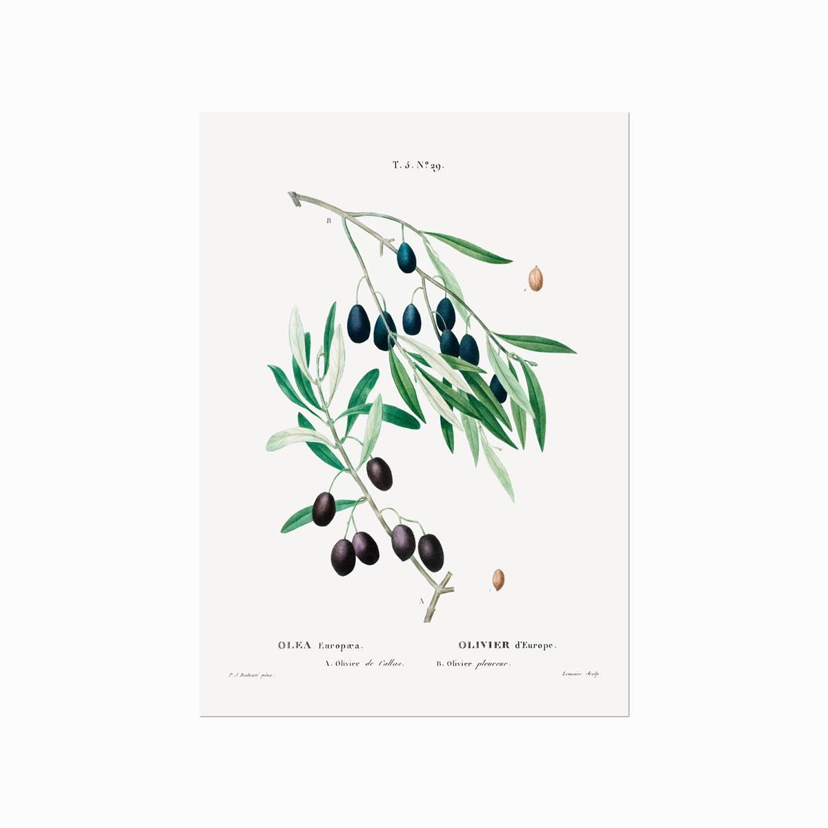 Pierre Joseph Redouté  Olive    29