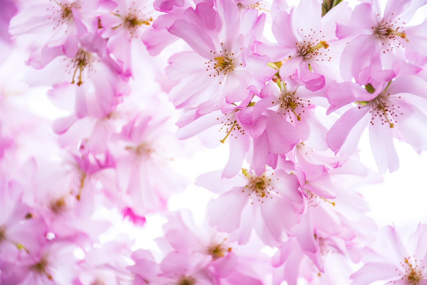 Drømmende Fotokunst: Pink Cherry Dream af Kirsten Stigsgaard