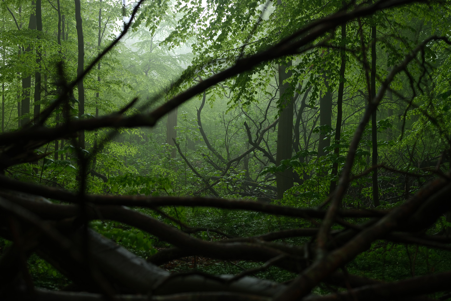 Risskov Plakat – Betagende Natur Fotokunst af Preben Stentoft