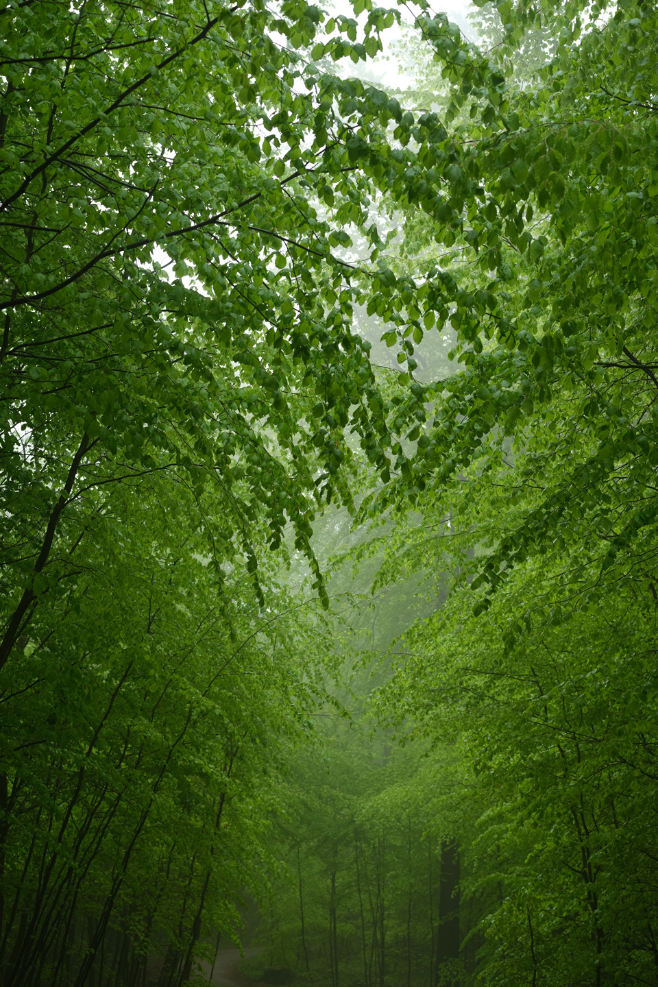 Risskov Naturfotokunst af Preben Stentoft - Unik Dekor!