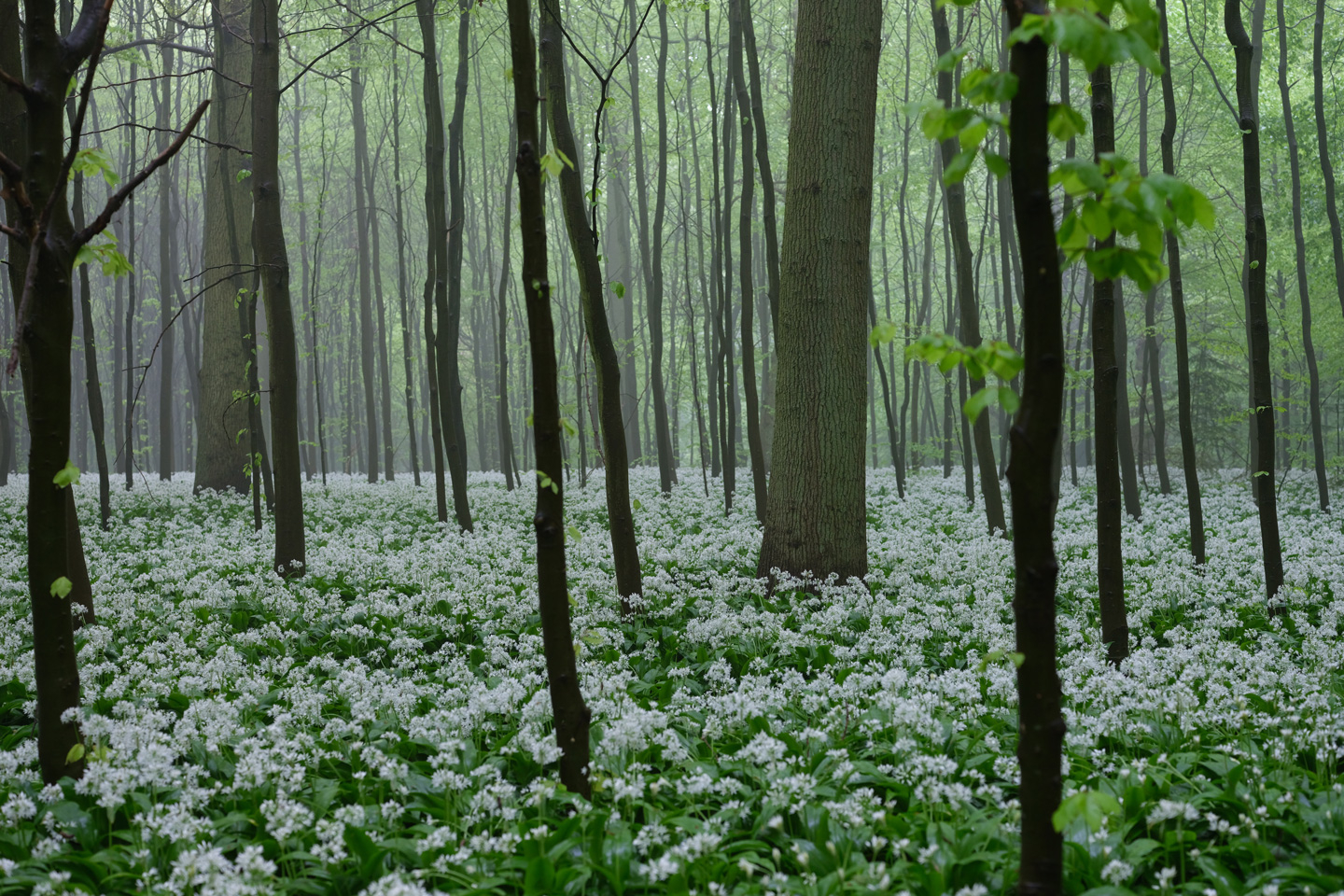 Risskov Fotokunst – Naturens Skønhed af Preben Stentoft