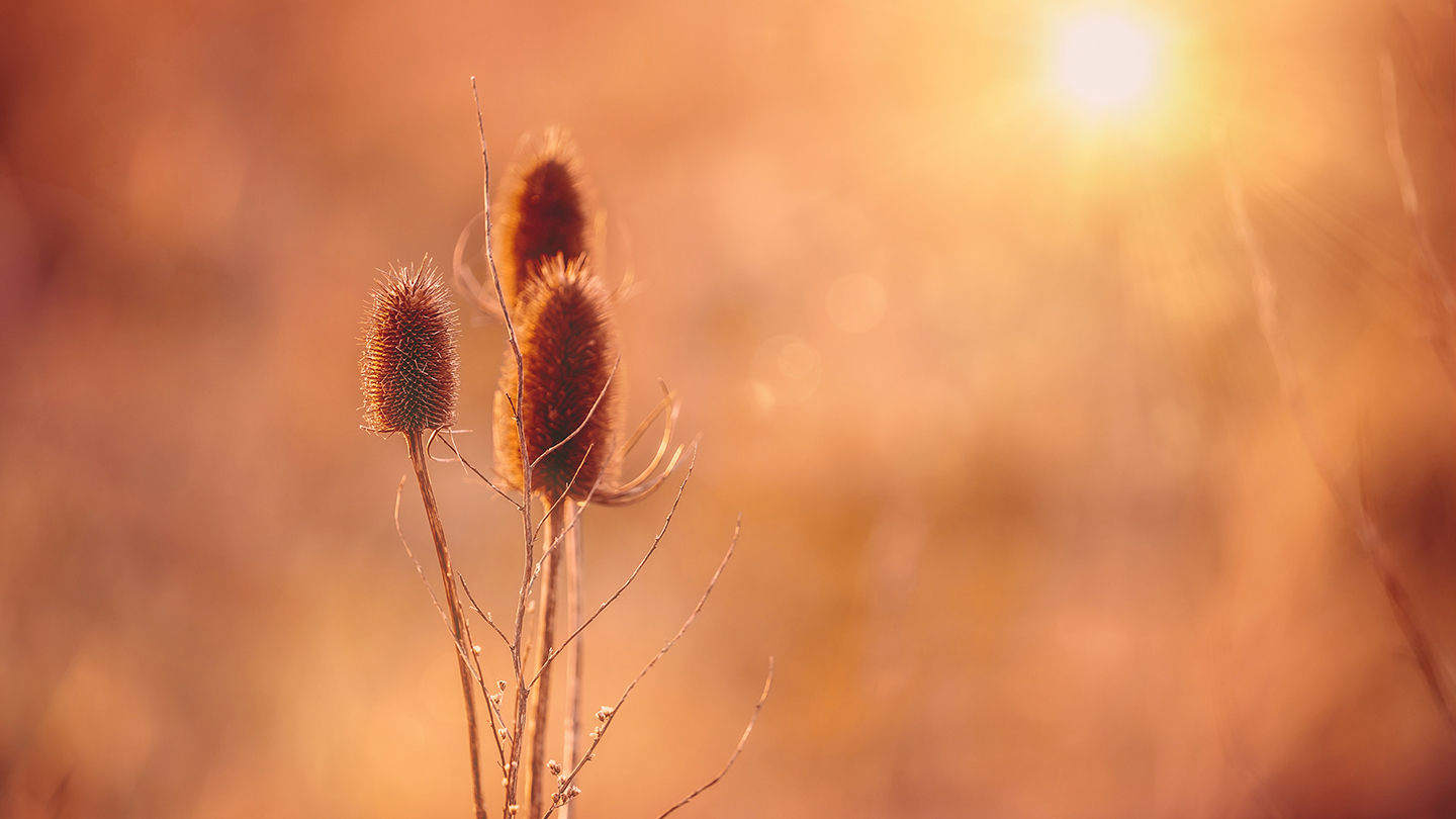 Sol Over Eng – Betagende Fotokunst til Dit Hjem