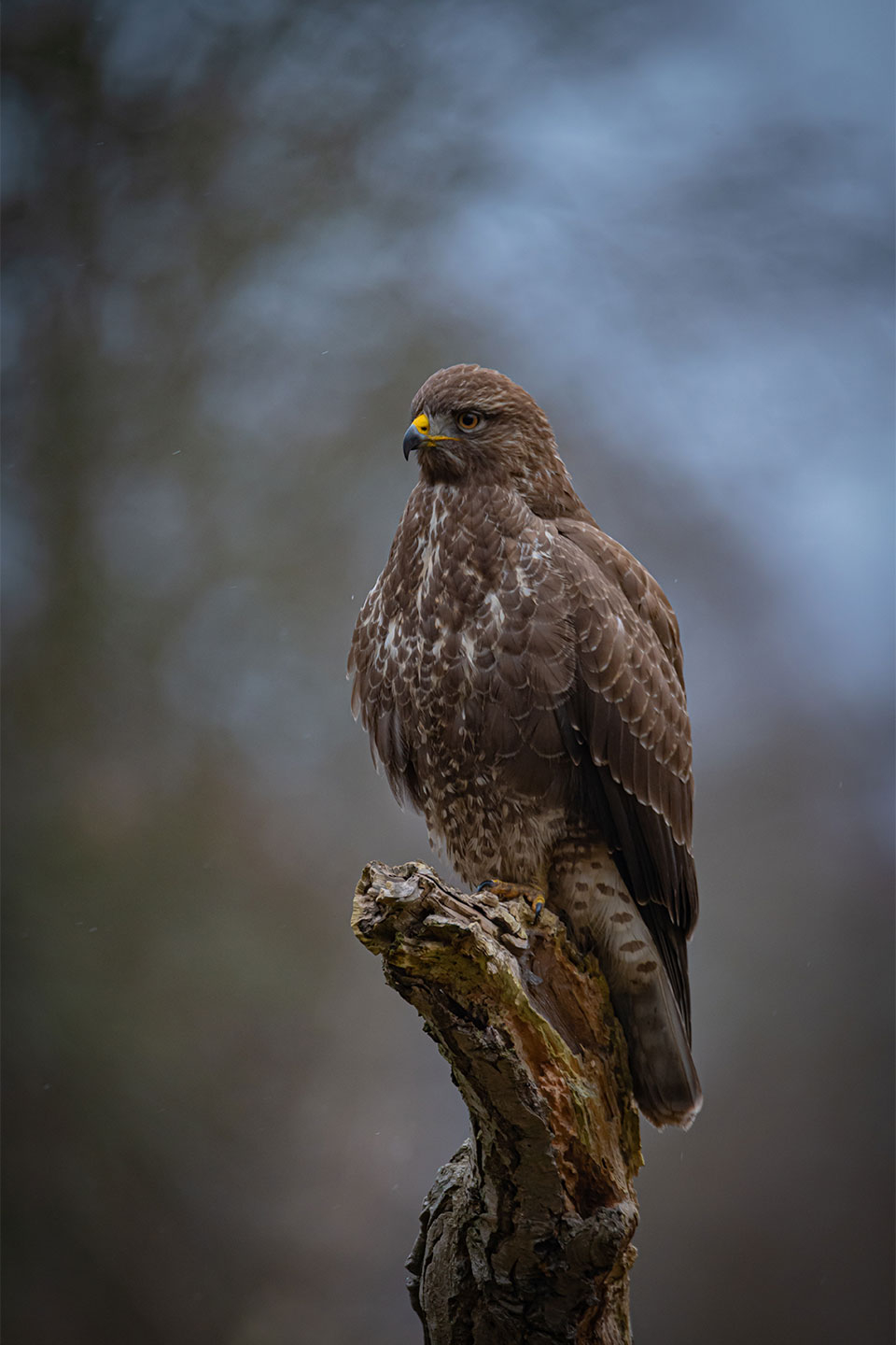 Buzzard plakat af Daniel Faisst – Eksklusivt Tilbud!
