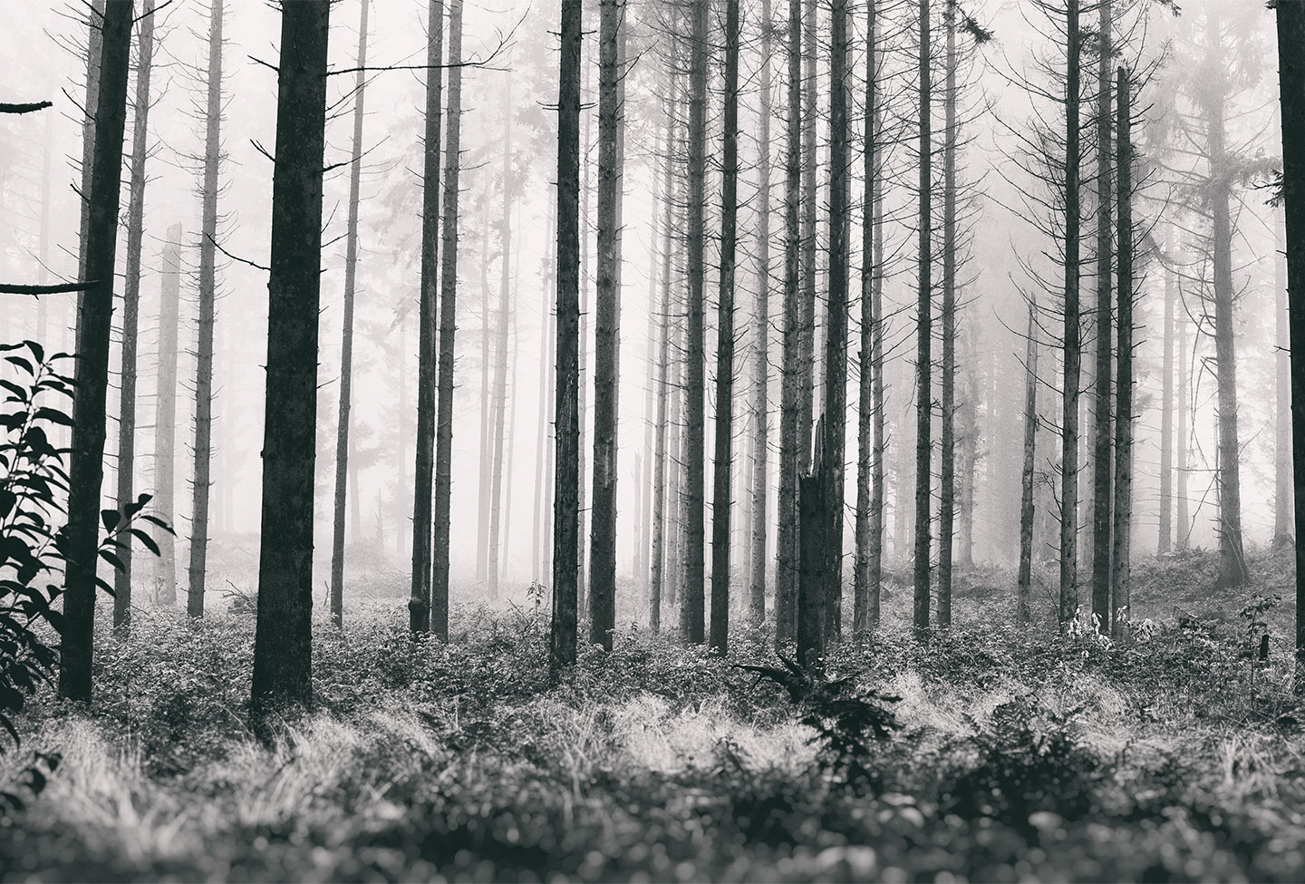 Trees2   Henrik Hansen