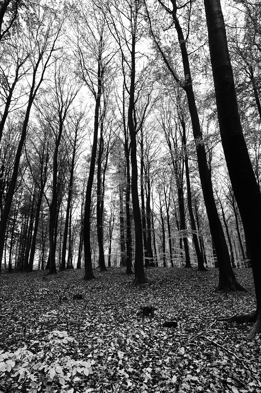 Jakob Evers: Skovens Stille Skønhed i Sort-hvid Fotokunst