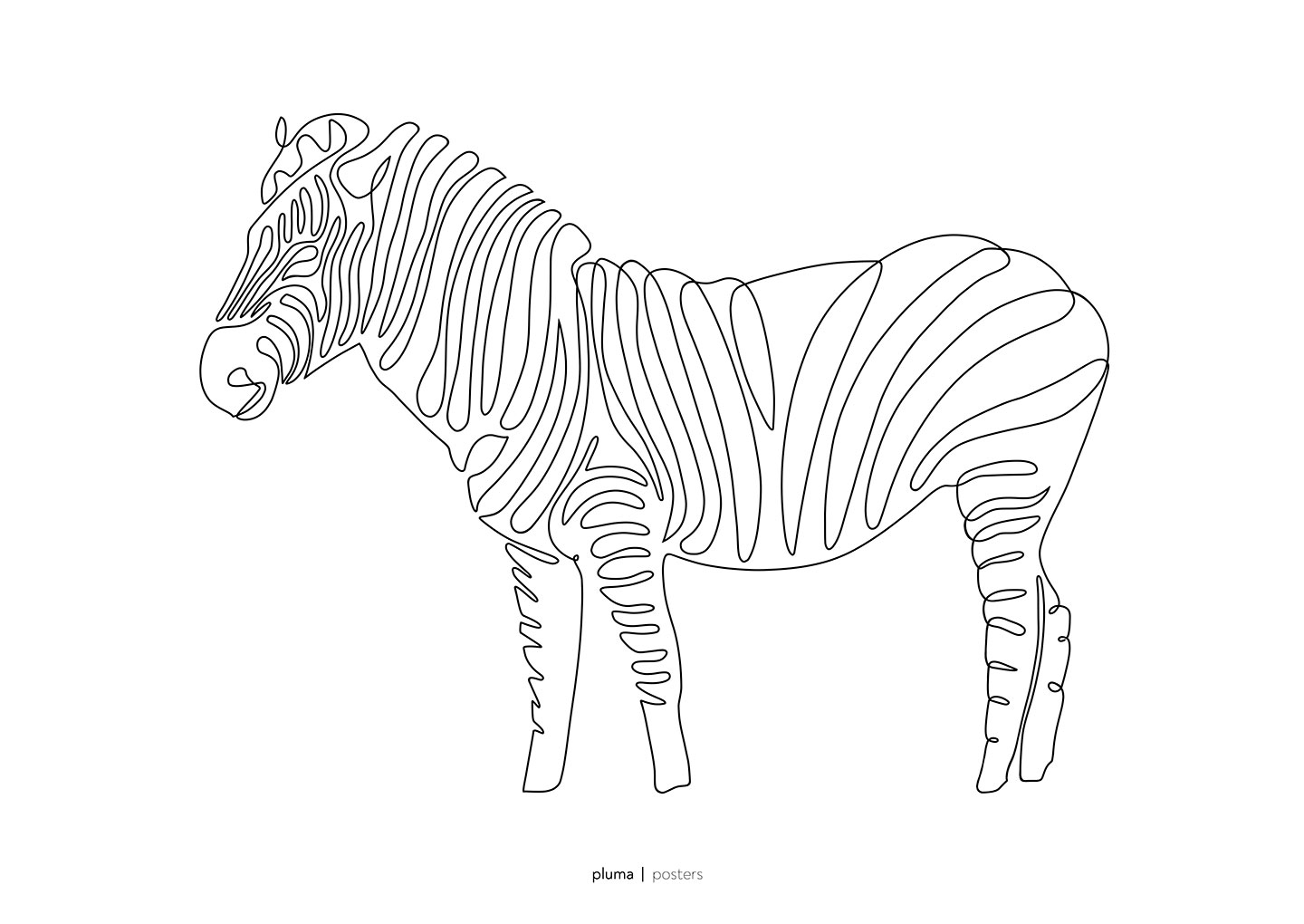 Zebra Plakat – Sort-hvid Dyreillustration til Børneværelset