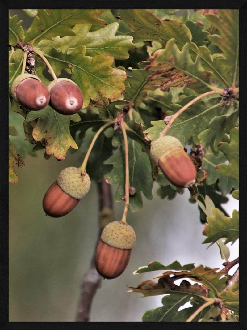 Agern Plakat – Smuk Naturplakat til Dit Hjem