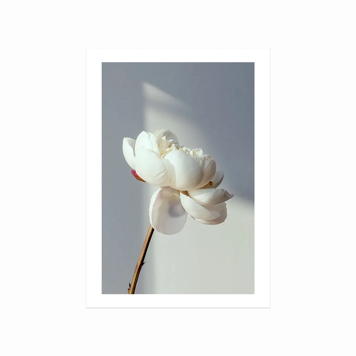 Smuk Blomsterplakat – Blooming til Dit Hjem på Tilbud!