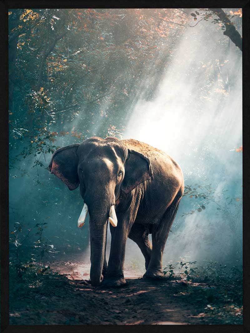 Elefant i Lysning Plakat fra Postersbyus - Unik Dyr Kunst