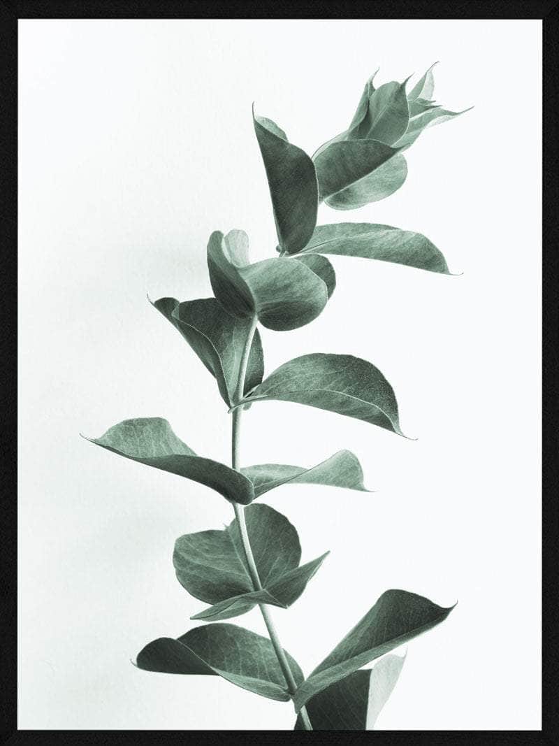 Eucalyptus Plakat – Botanisk Kunst til Dit Hjem