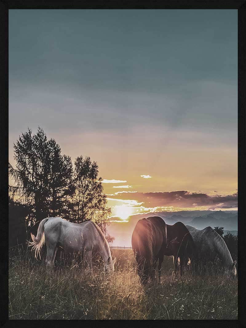 Hesteplakat – Heste i Solnedgang til Dit Hjem