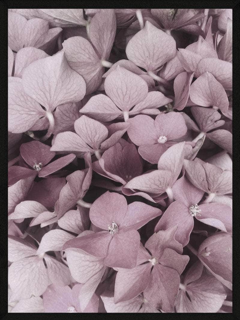 Hortensia Plakat – Elegant Botanisk Kunst til Dit Hjem